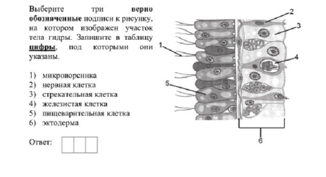 Kra31gl